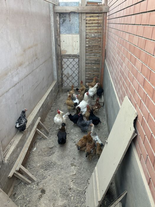 Тауык сатылады 20 тауык 3 Қораз
