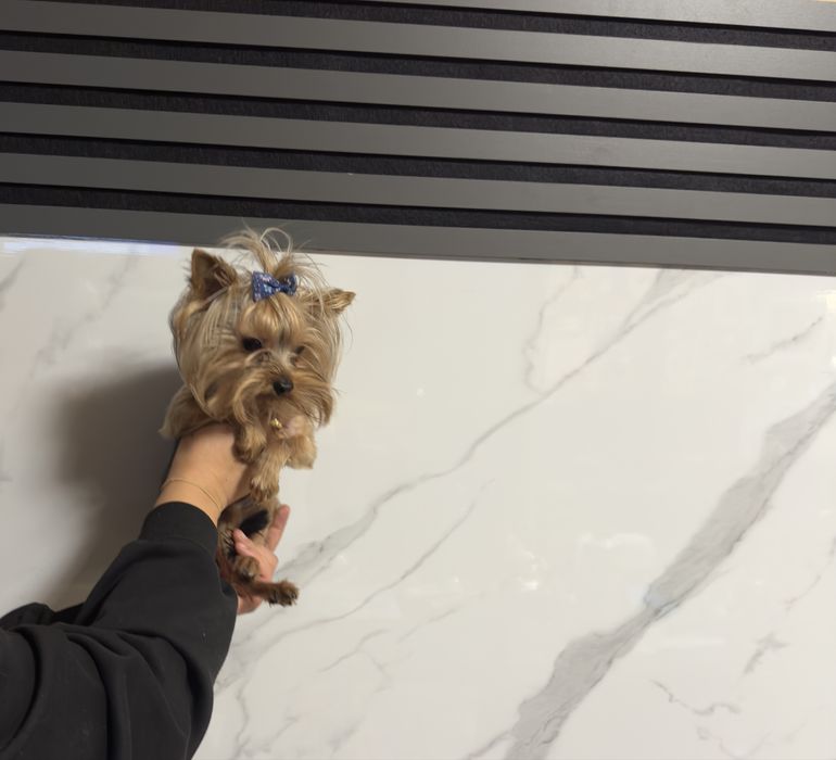 Йоркширски териер