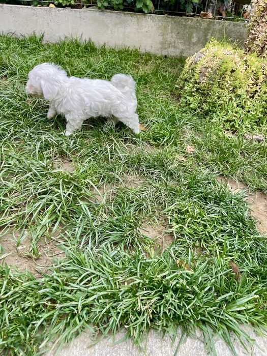 Catelusa Bichon Maltese