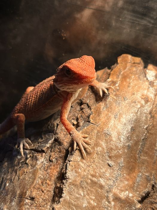 Red dragon+ terariu complet