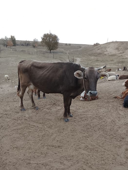Молочная корова Алатау
