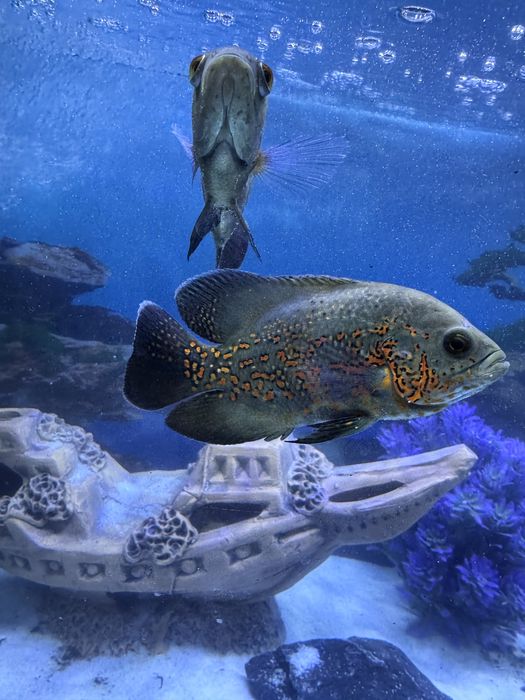 Oscar Astronotus