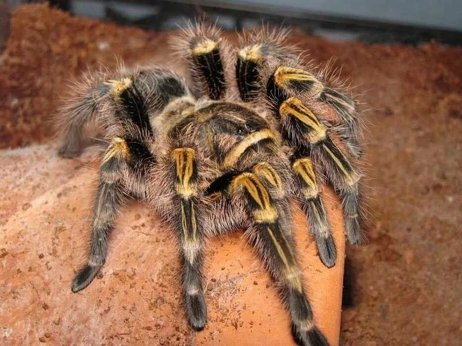 Адульт самка Grammostola pulchripes (aureostriata)