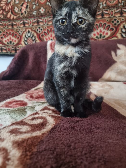 Необычные котята!
