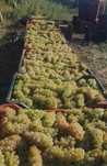 Vand struguri de vin prodcutie 2025