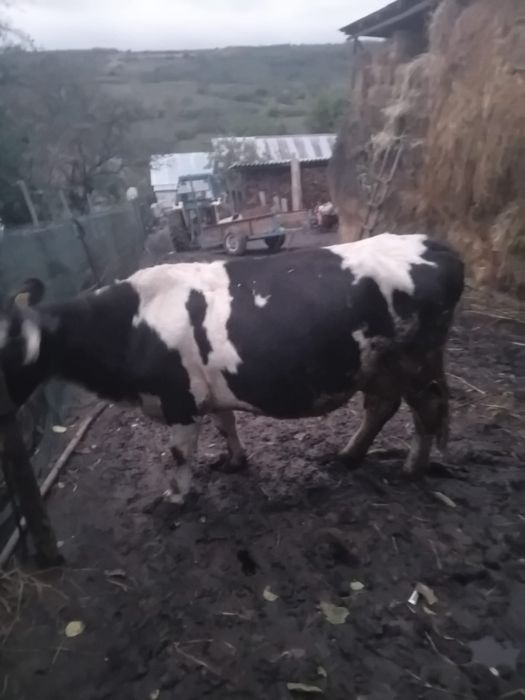 Vând vacă  mai multe detalii la telefon