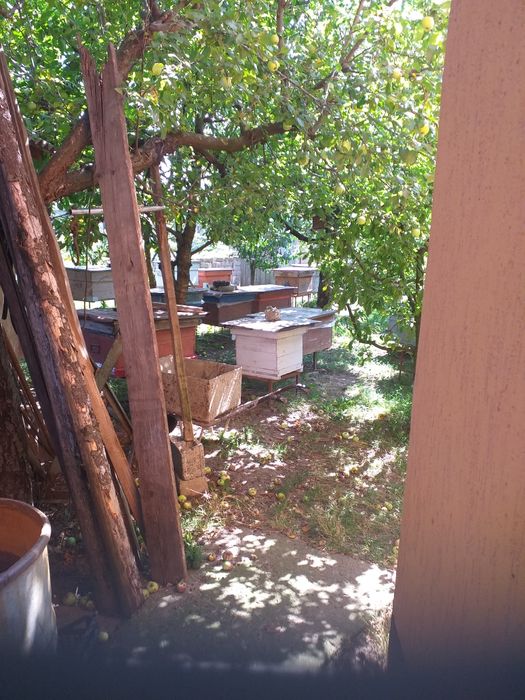 Vand familii de albine