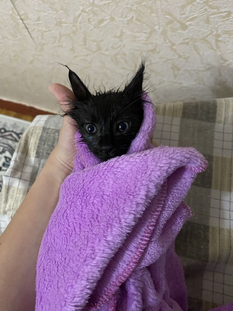 Котик, отдам даром. Mushukcha, bepul.