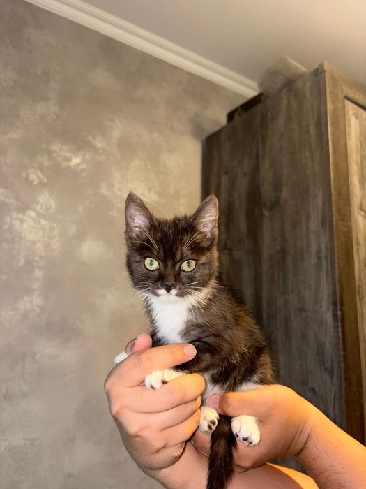 Отдам в добрые руки