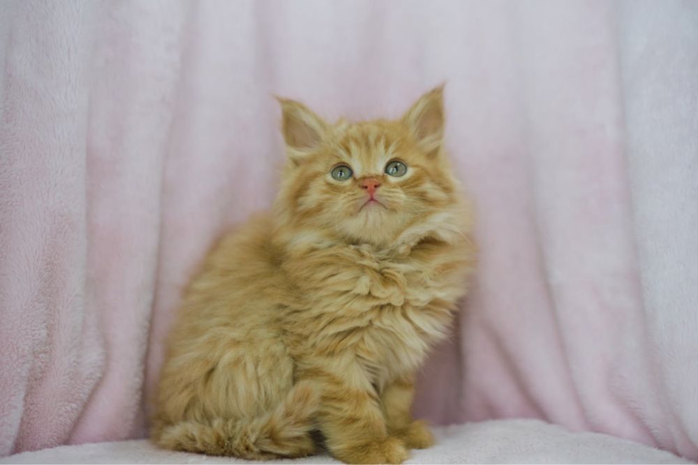 Котенок Сибирский мальчик