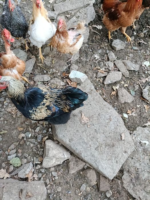 Schimb cocoși frumoși cu puicuțe