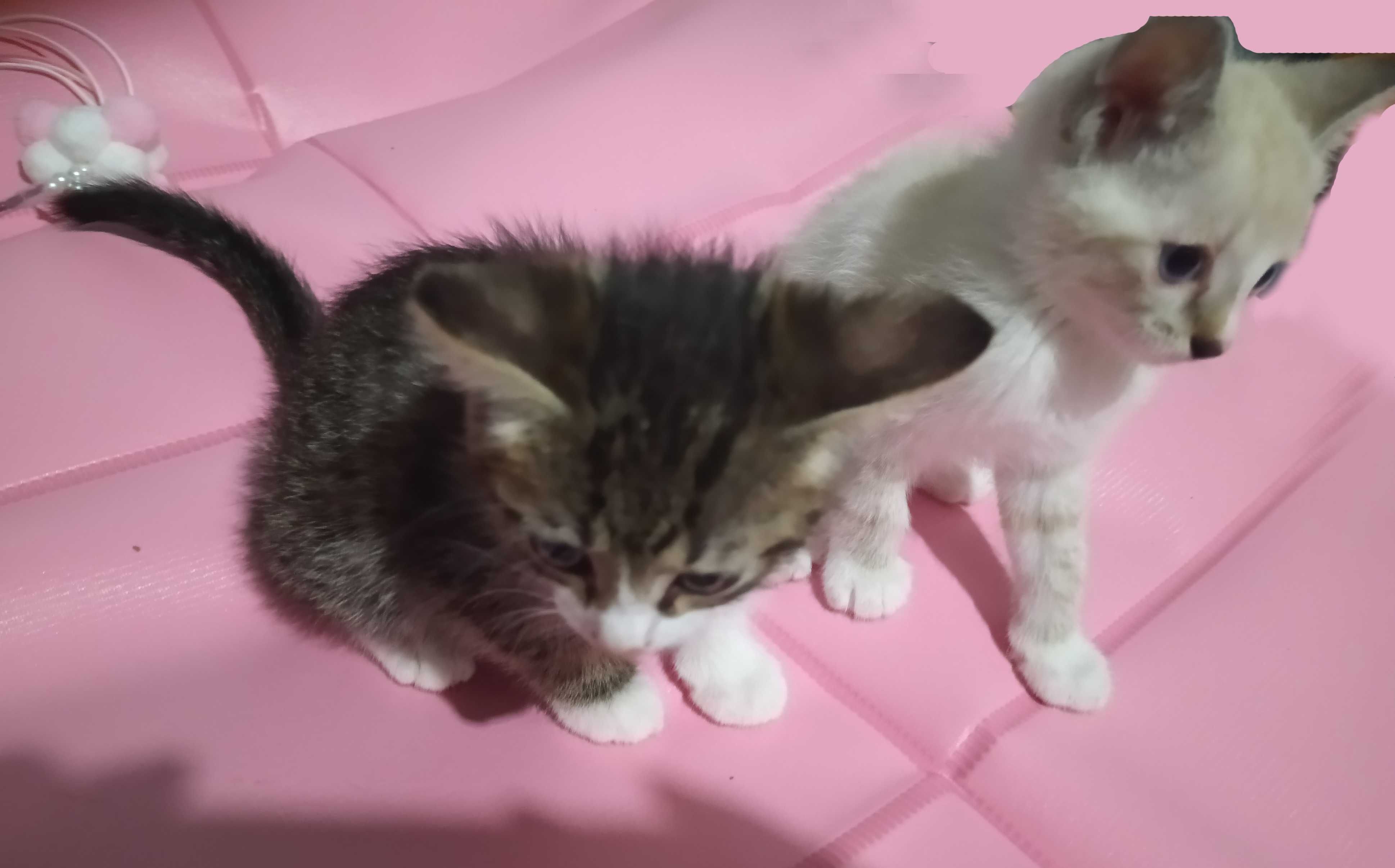 Отдадим котят в добрые руки