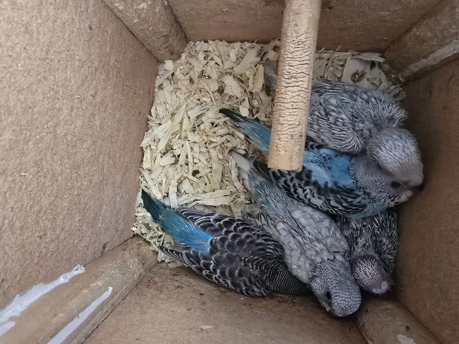 Perusi foarte blânzi