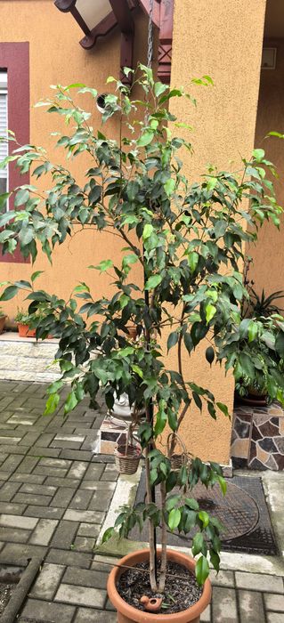 Floare la ghiveci. Ficus Bejamina