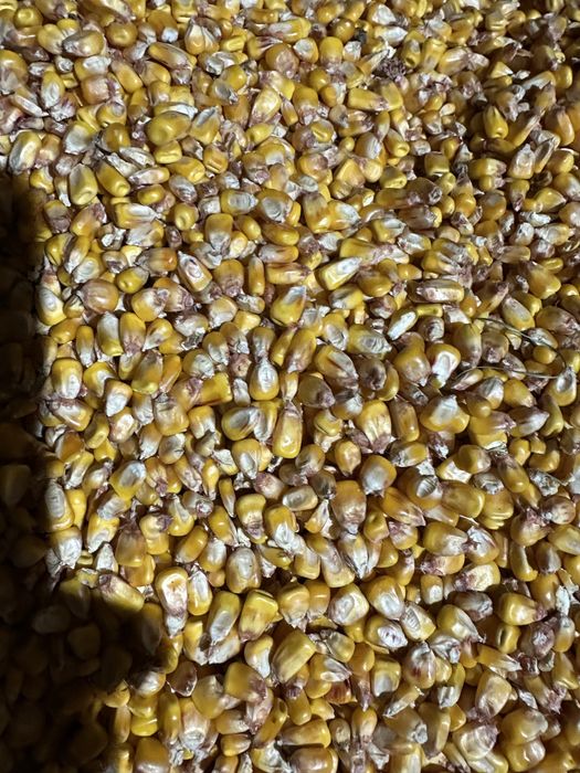 Porumb productie 2025