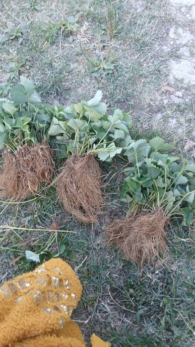 Качествен разсад ягоди български