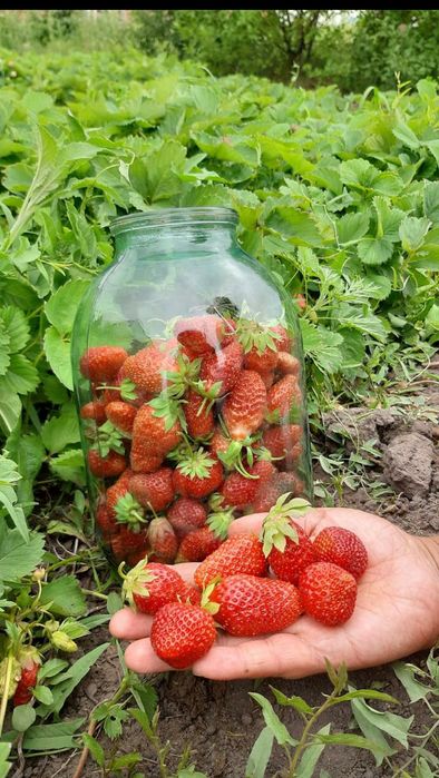 РАССАДЫ Клубнику и землянику