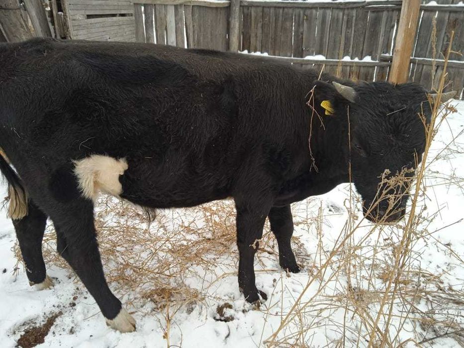 Продам бычка годовалый