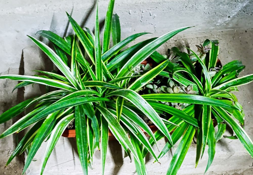 Хлорофитум в контейнере