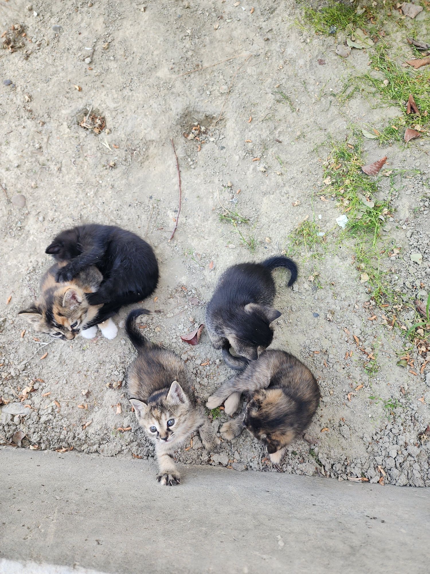 Котята обычной породы