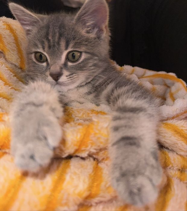 Прямоухий скоттиш страйт