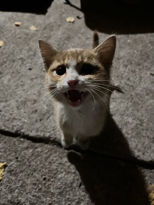 НАШЛИ бездомного котенка!