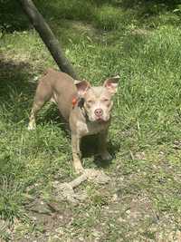 American bully  Tri lilac