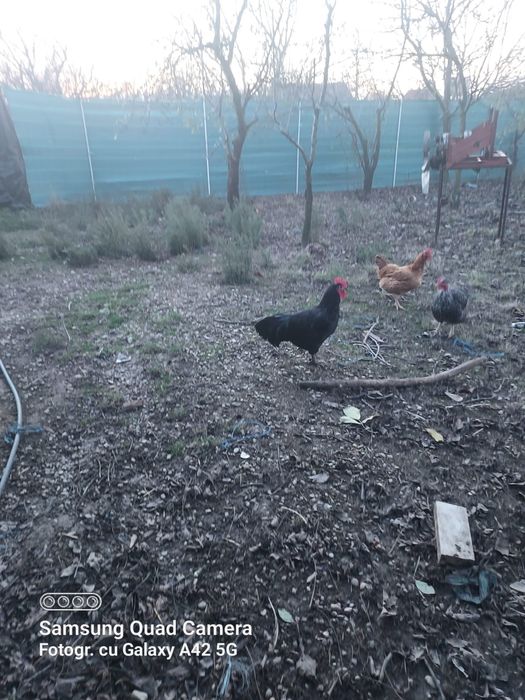 Vand gaini de rasa astrolop