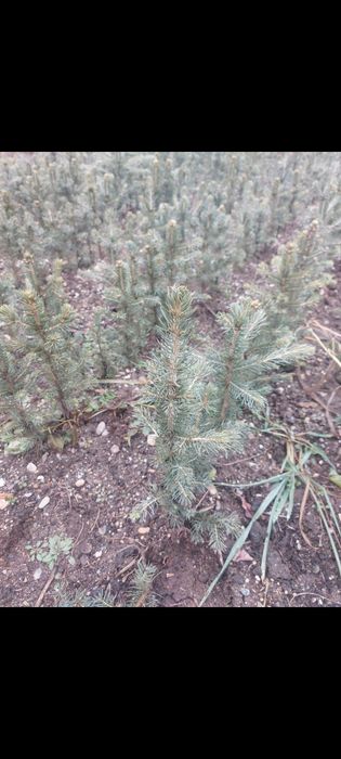 Puieți de salcâm paltin mesteacăn tei