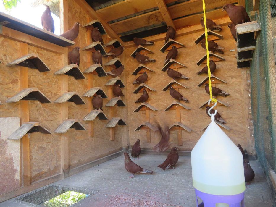 Porumbei  Zburători Roșii de Târgoviște