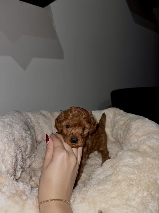 Той пудели/ Toy poodle