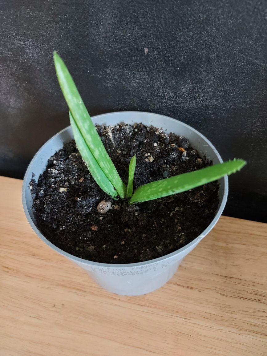 Aloe Vera Barbadensis Miller