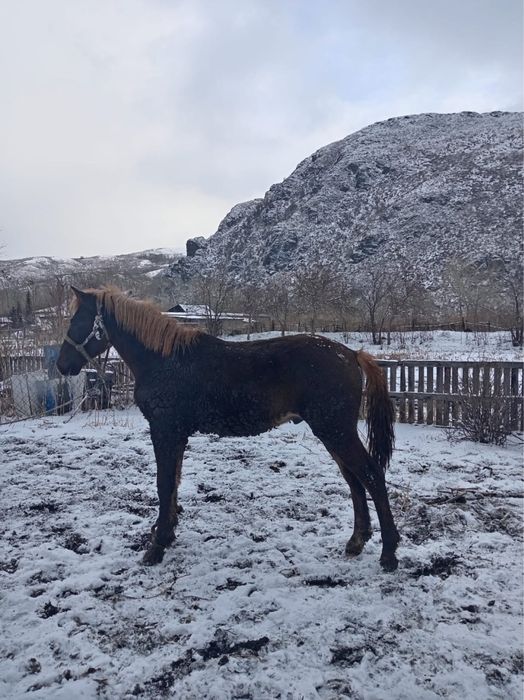 Тайлар сатамын 1,5 жасар