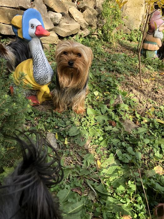 Йоркширски териер- Мини йорки