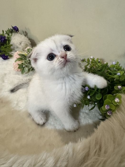 Продантся фолд, веслаухий