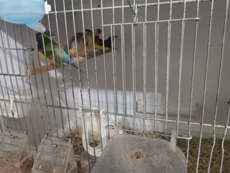 Vând Gould amandine