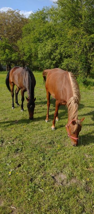 Super ofertă pentru iubitorii de animale!