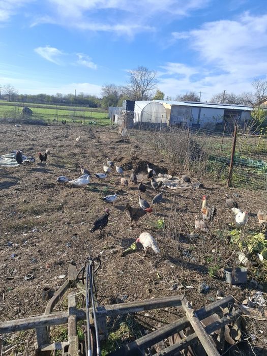 Vand sau schimb bibilici