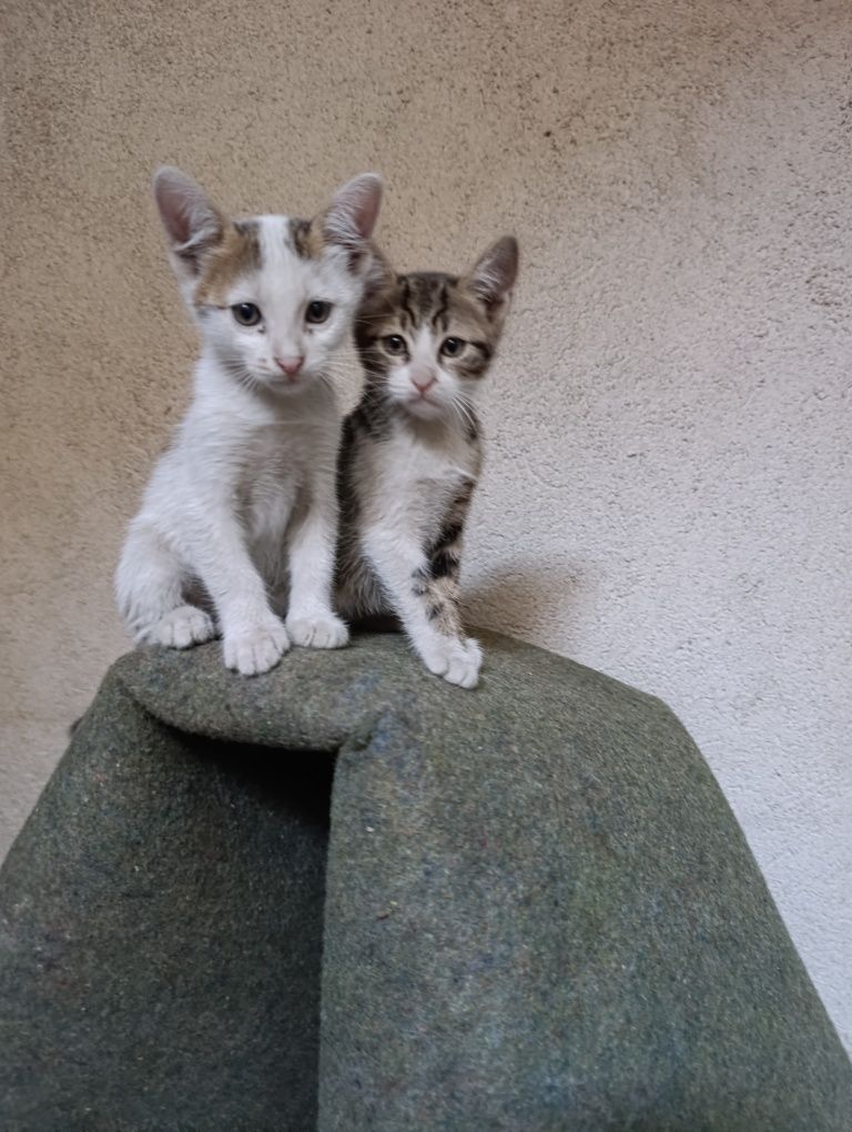 Подарявам малки котенца