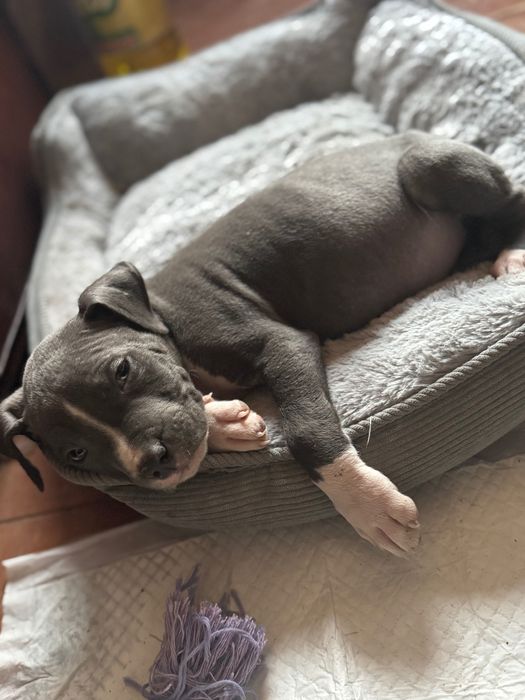 Продавам кръвен питбул сиво-бял