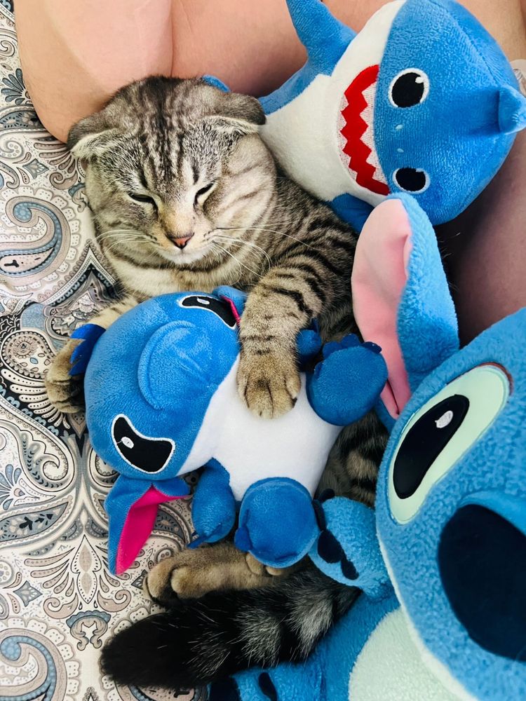Продается кот по имени Флоу