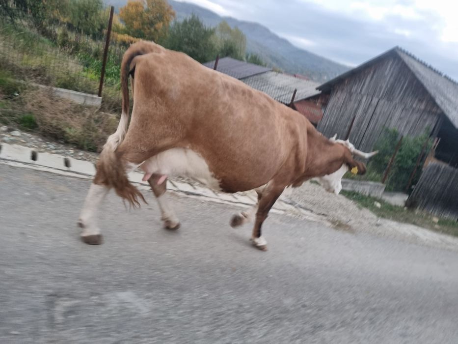 Vaca de vanzare.