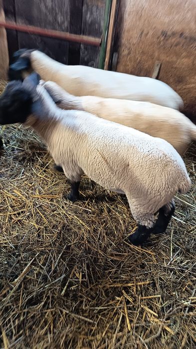 Vand  2 mielute suffolk