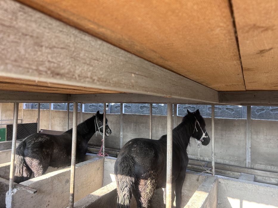 Бордақы жылқылар