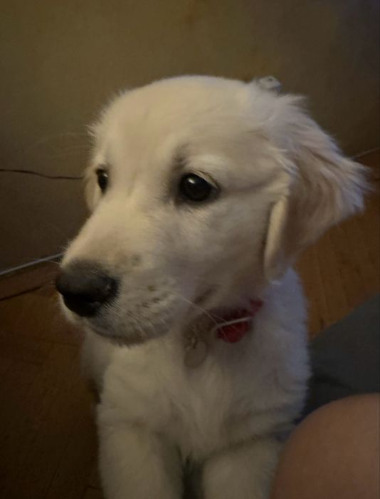 Golden Retriever 11 saptamani femela