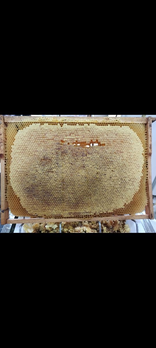 Matci imperecheate si roiuri de albine 2024