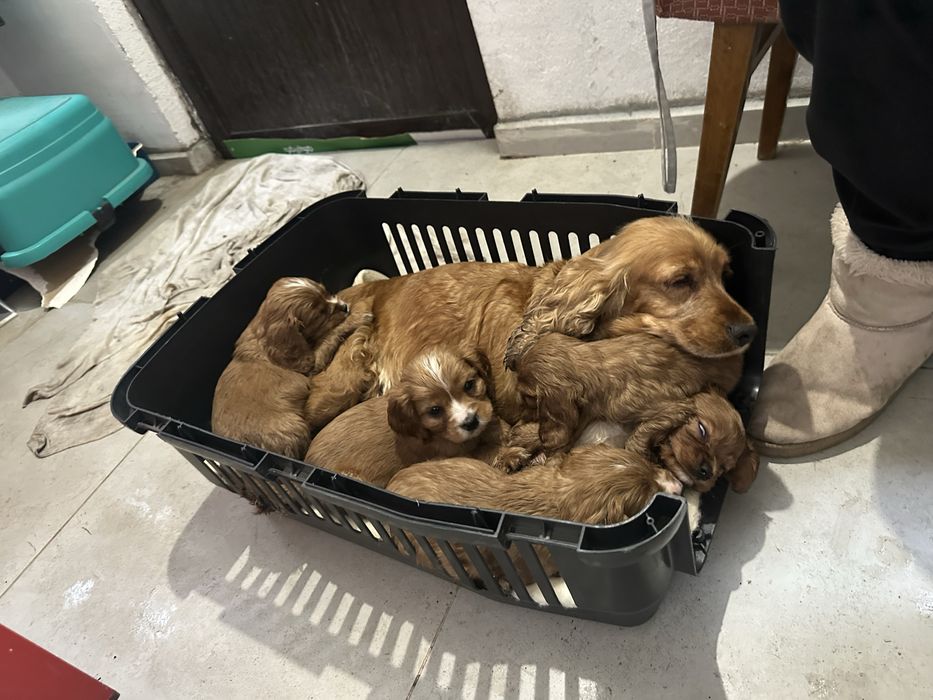 Кученца на два месеца от кокер и кавалер