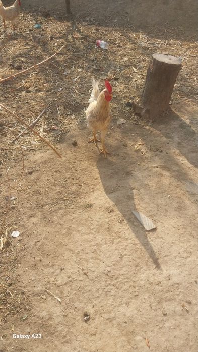 Xashaki xorozla sotiladi