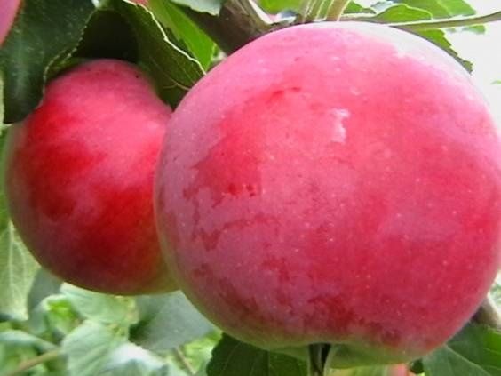 Mar (Red Melba )