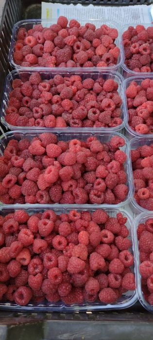 Butas Zmeura remontant